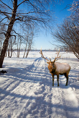 Obraz premium Red deer with branched antlers