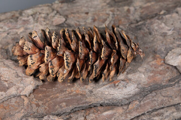 Pine cone on bark background