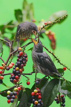 Two young Asian Glossy Starlings (Aplonis panayensis) eating buni fruit.