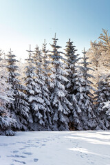 Obraz premium Christmas is coming