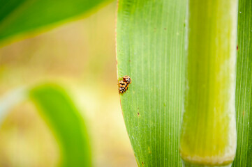 Ladybugs are mating on leaves.