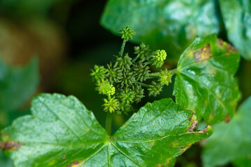 Tiny seeds of a wild creeping plant from Western Ghats