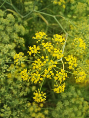 field of flowers |New NATURE PIC |