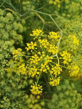 field of flowers |New NATURE PIC |