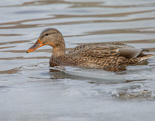 duck on the water