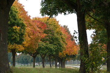 Naklejka premium Herbst Bäume / Autumn trees