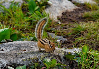 Naklejka na ściany i meble Russia. South of the Krasnoyarsk territory, Eastern Sayans. Nimble Chipmunk with a unique color in the natural mountain Park Ergaki.