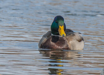 duck in the water