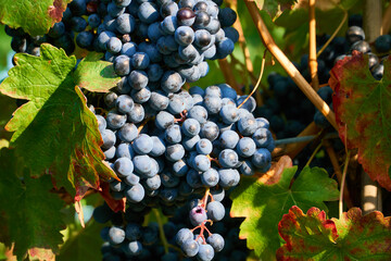Lush Wine Grapes Clusters Hanging On The Vine. 