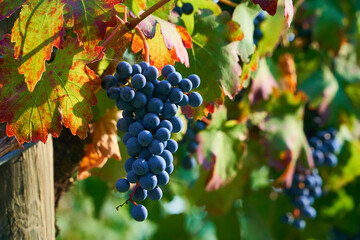 Lush Wine Grapes Clusters Hanging On The Vine. 
