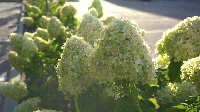 Beautiful white-green flowers of hydrangea paniculata in the sunbeams close-up.Flowering bushes in a summer garden. 4K.