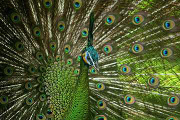 Fototapeta na wymiar A peacock with beautiful feathers.