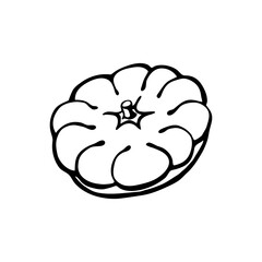 Patissons. Hand drawn vector illustration in sketch style. Black and white image of vegetables.