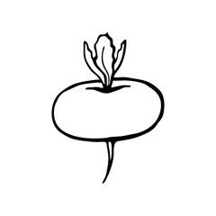 Turnips. Hand drawn vector illustration in sketch style. Black and white image of vegetables.