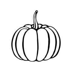 Pumpkin. Hand drawn vector illustration in sketch style. Black and white image of vegetables.