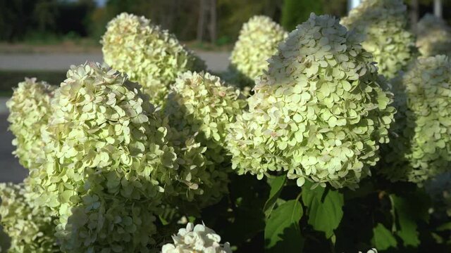 Beautiful white-green flowers of hydrangea paniculata in the sunbeams close-up.Flowering bushes in a summer garden. 4K.