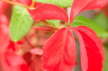 close up of red and green leaves, flower, fall, autum, red, orange