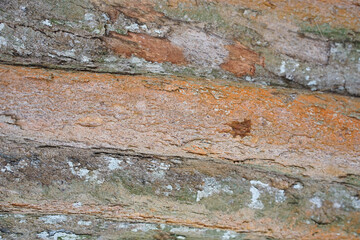 Tree bark background. Wooden texture for overlay.