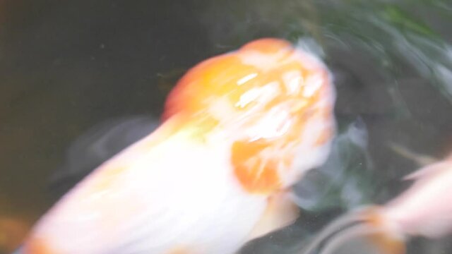 Goldfish swimming in the pond,with over ripple in water,selective focus,top view.