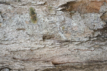 Tree bark background. Wooden texture for overlay.