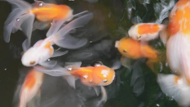 Goldfish swimming in the pond,with over ripple in water,selective focus,top view.