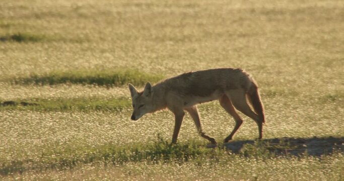 Footage of coyote on prairie, South Dakota, USA