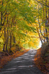 Naklejka na ściany i meble Road in the autumn forest. Scenery.