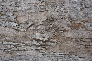 Tree bark background. Wooden texture for overlay.