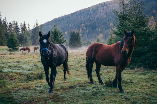 A brown horse standing on top of a grass covered field