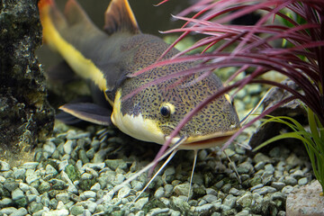 Catfish swims among the algae in the aquarium, Underwater photo