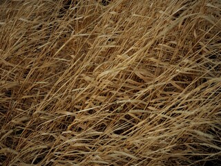 autumn grass background