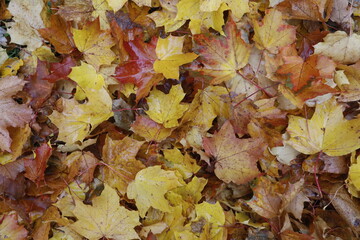 Fall foliage, leaves in orange, gold and red as a close up background in autumn.