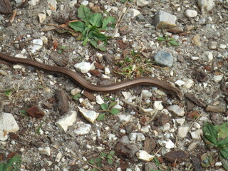 Slow Worm (Anguis Fragilis) in the New Forest, Hampshire, UK