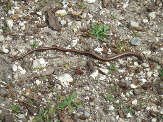Slow Worm (Anguis Fragilis) in the New Forest, Hampshire, UK