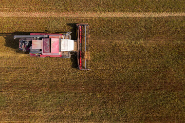Fototapeta na wymiar Harvester machine working on a buckwheat field