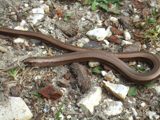 Fototapeta premium Slow Worm (Anguis Fragilis) in the New Forest, Hampshire, UK