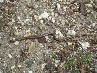 Slow Worm (Anguis Fragilis) in the New Forest, Hampshire, UK