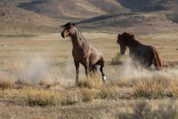 Wild Horse Stallions Fighting in the Utah Desert