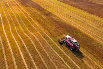Harvester machine on a buchwheat field