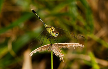 Close up small dragonfly on green grass