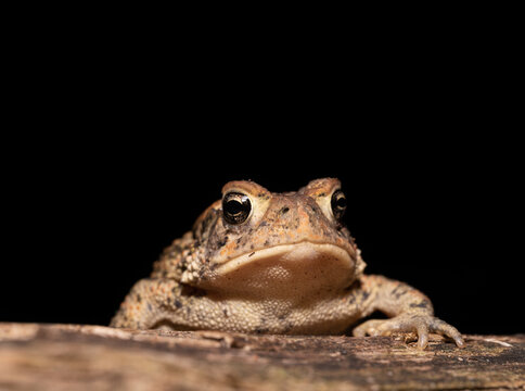 Closeup of toad face isolated against black background
