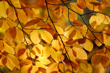 Bright golden, yellow and orange leaves in autumn.