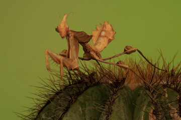 A praying mantis (Idolomantis diabolica) is looking for prey on a cactus tree.