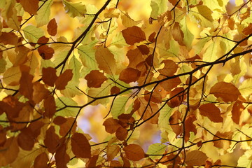 Fototapeta na wymiar Bright golden, yellow and orange leaves in autumn.