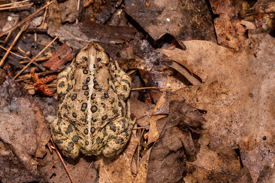 Brown toad among leaves on the ground