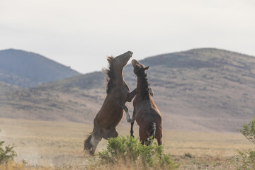 Wild Horse Stallions Fighting in the Utah Desert