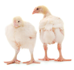 Two chicken or young broiler chickens.
