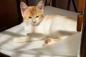 Little cream kitten sleeping on a blanketA cute little red kitten is lying in the sun on a chair. Out of focus.