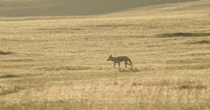 Footage of coyote on prairie, South Dakota, USA
