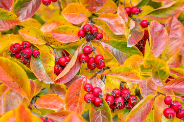 Orange autumn leaves and red berries on a Red Chokeberry (Aronia arbutifolis). © foto-select